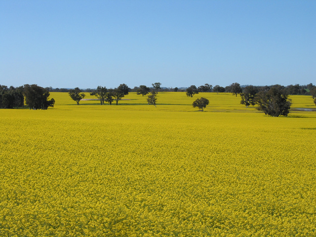 canola2